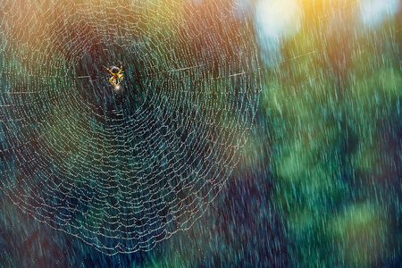 只蜘蛛在网上与水落在雨中