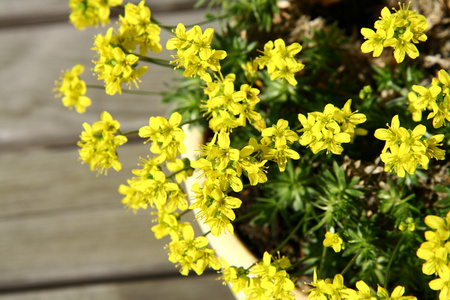 小黄色春天的花朵