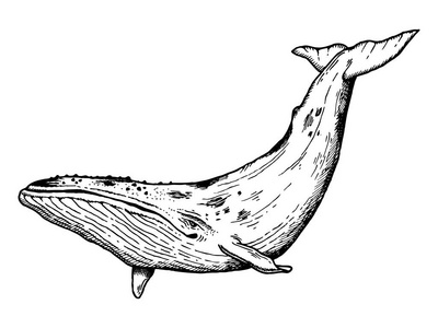 鲸鱼动物雕刻矢量图