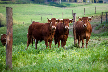 一些奶牛放牧在绿色的田野
