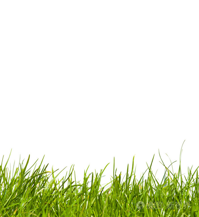 在白色背景上草
