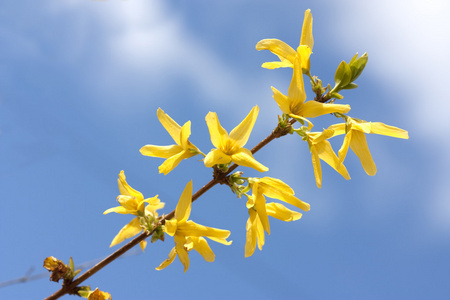  forsythia