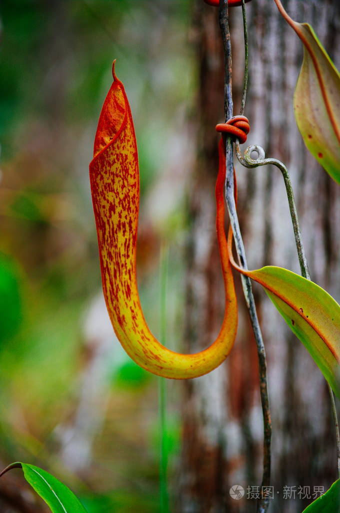 食虫植物白环猪笼草在雨林中在巴科国家公园沙捞越婆罗洲马来西亚