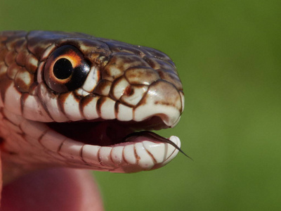 在自然栖息地的爬行动物蛇在自然栖息地照片