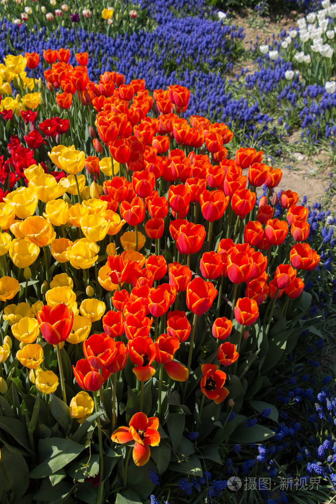 郁金香花开在春天的季节里