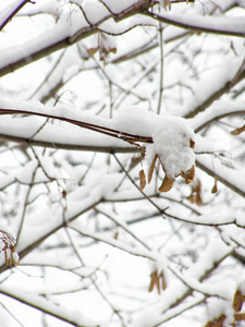 在雪枫图片