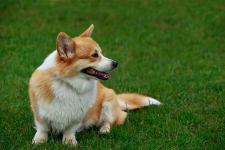 狗的品种威尔士柯基犬图片彭布罗克