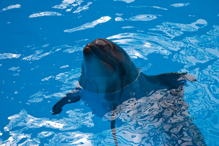 海豚在水中