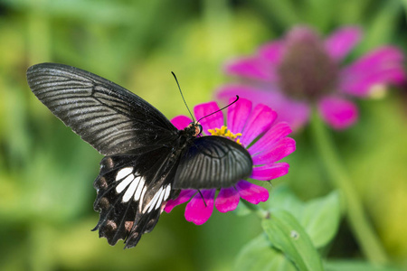 常见的玫瑰蝴蝶上自然背景的图像。昆虫的阿尼姆
