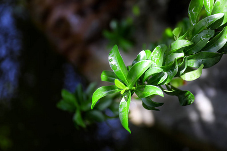 绿色的热带植物