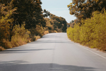 农村公路与树