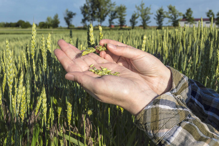 女手中的青稞田,农夫检查植物,农业照片