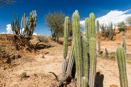 大仙人掌在红色沙漠, tatacoa 沙漠, 哥伦比亚, 拉丁阿米尔照片