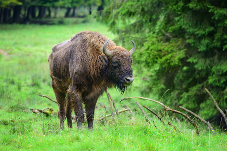 在森林里的欧洲野牛。野牛。野牛野牛属