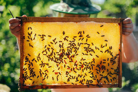 蜜蜂蜂巢的帧。养蜂人收获蜜糖。蜜蜂吸烟者