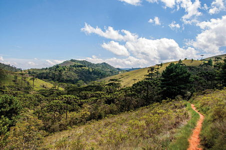 一片松树林和 Horto Florestal 的小山丘的全景，近坎波斯做 Jordao