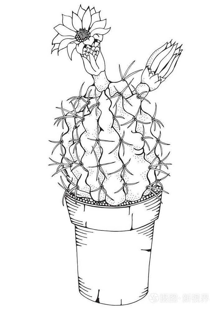 手画的仙人掌花
