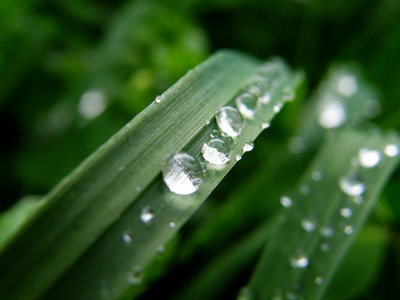 雨后的草