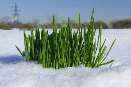 雪地上的草