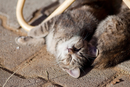 可爱的小猫，小猫玩和休息