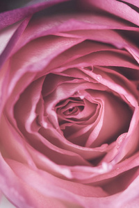 美丽的玫瑰花朵背景的特写