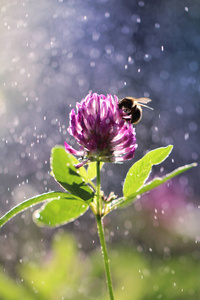 蜜蜂采集花粉从三叶草花在阳光的照射