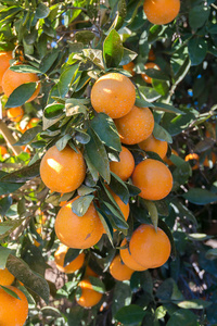 橙色农场在加利福尼亚