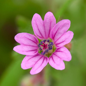 小春花领域