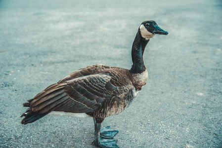 灰雁来到人们对食品摄影图
