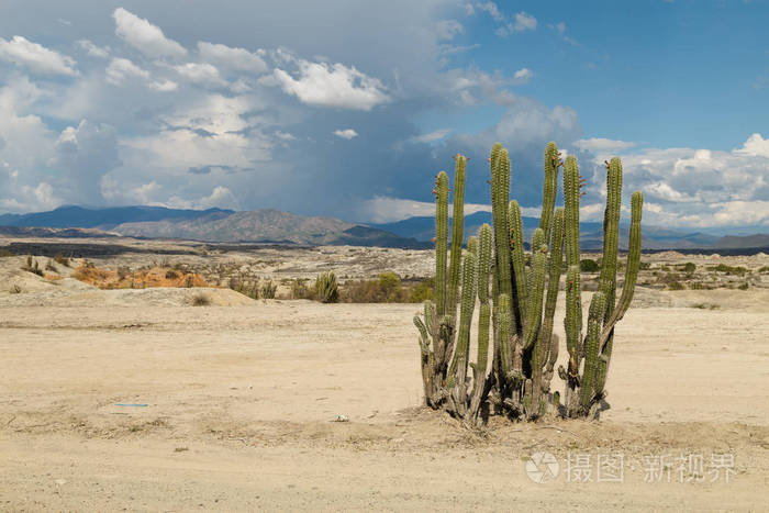 大仙人掌在红色沙漠, tatacoa 沙漠, 哥伦比亚, 拉丁阿米尔