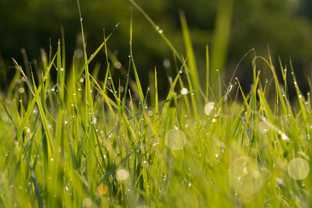 滴的绿草上的露珠。夏天的早晨