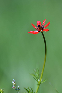 小春花领域