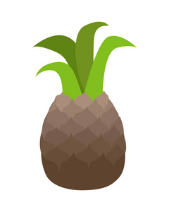 菠萝的插图