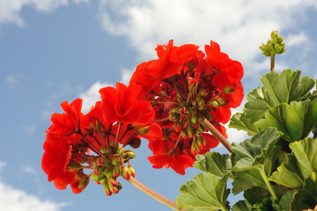 红花园天竺葵pelargonium