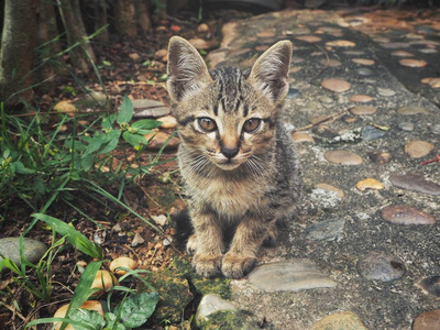 绿色草地上的小斑纹小猫