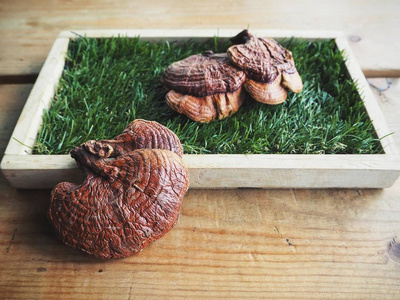 灵芝 菱菇在绿草上的特写观察照片 正版商用图片012b7b 摄图新视界