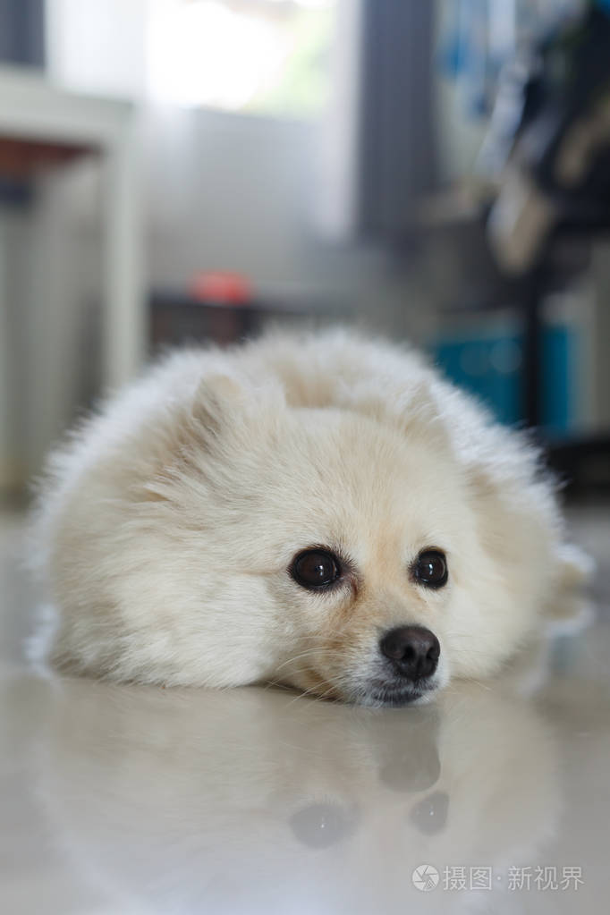 白色的博美犬可爱的小狗