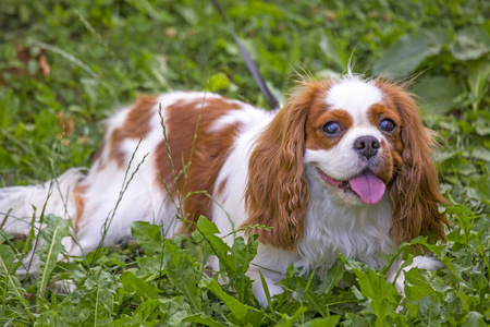 美丽的骑士国王查尔斯猎犬在草背景