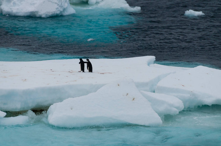 阿德利企鹅在威德尔海的冰架上