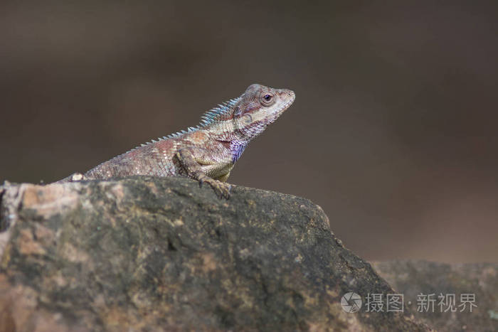 蓝冠的蜥蜴在热带森林里，泰国