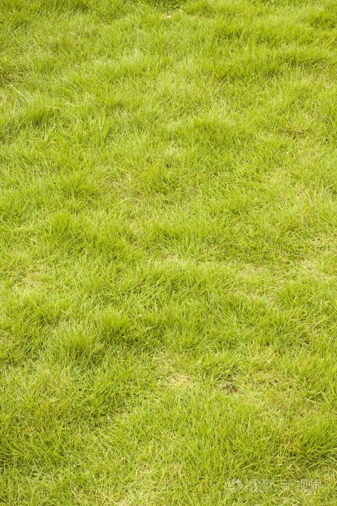 绿草背景