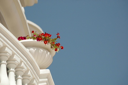 阳台和鲜花