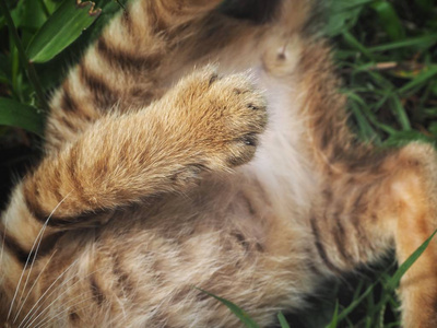 一只可爱毛茸茸的猫躺在绿草上的镜头