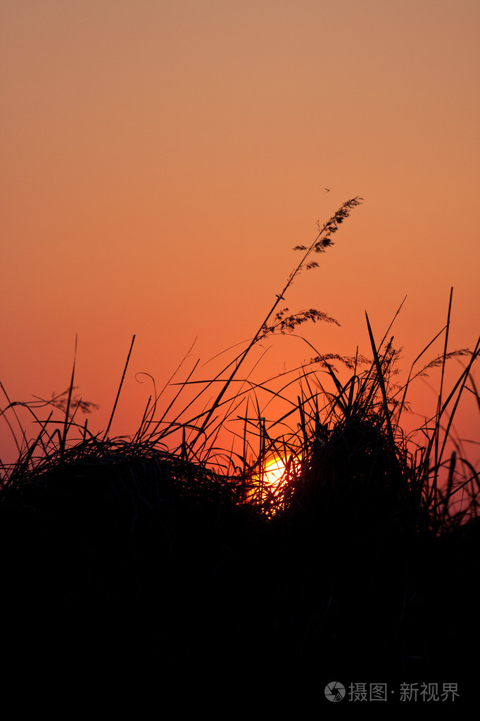 夕阳草