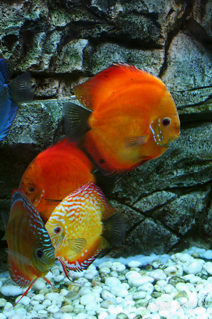 水族馆里的红鱼