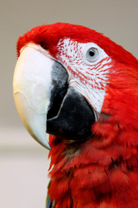 金刚鹦鹉macaw的复数