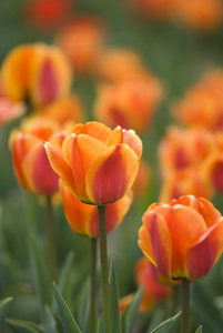 春天花园里生长着鲜艳的郁金香图片