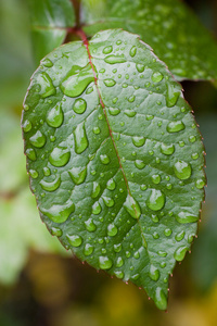 玫瑰的植物叶