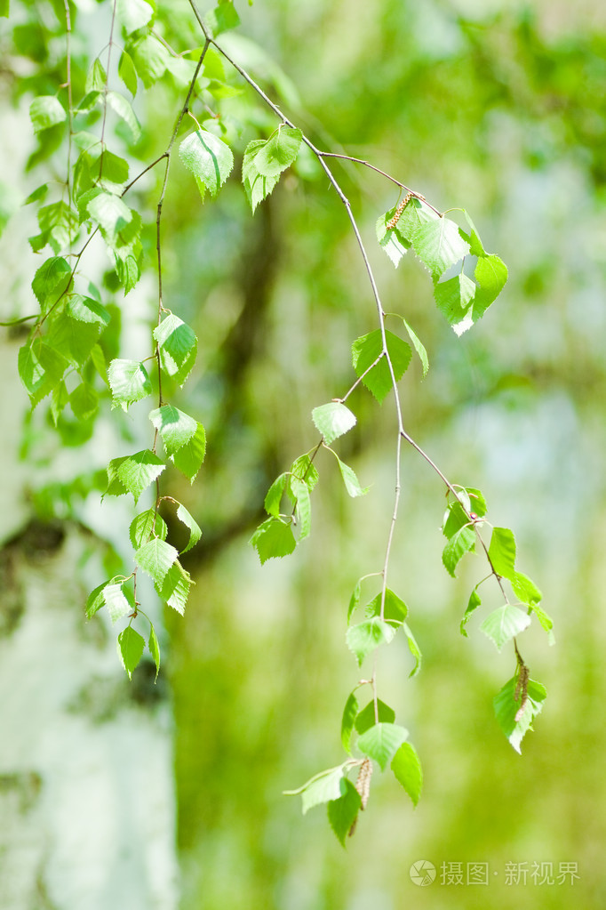 桦树绿叶春天