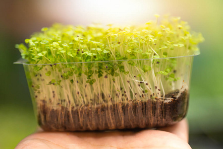 黑芝麻绿色的植物发芽健康食品集团